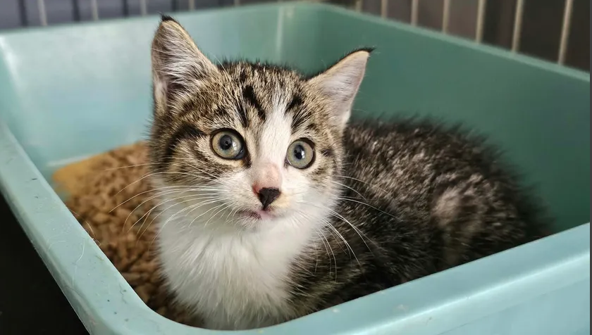 chaton tigré blanc NOVITA