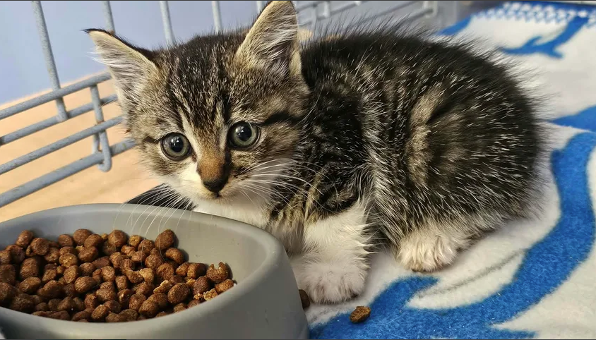 chaton tigré blanc Novito
