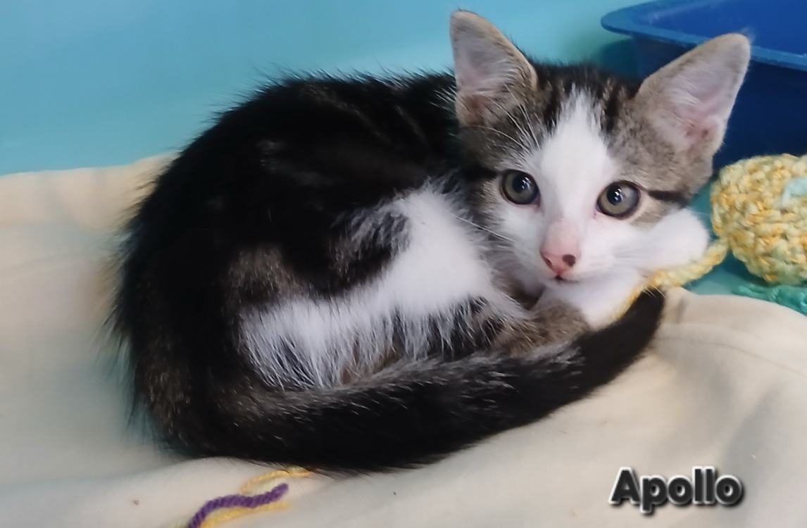 APOLLO