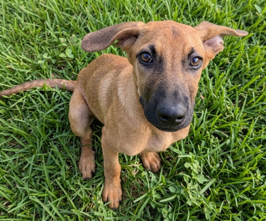 BENJI