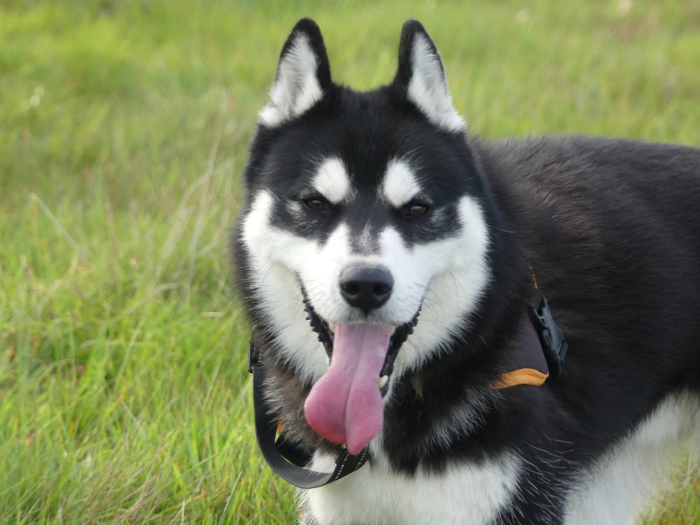 IGOR