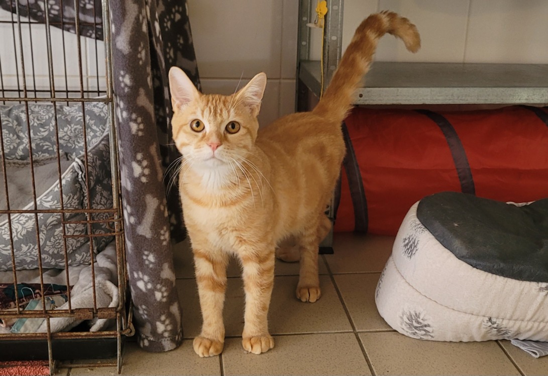 TIGGER