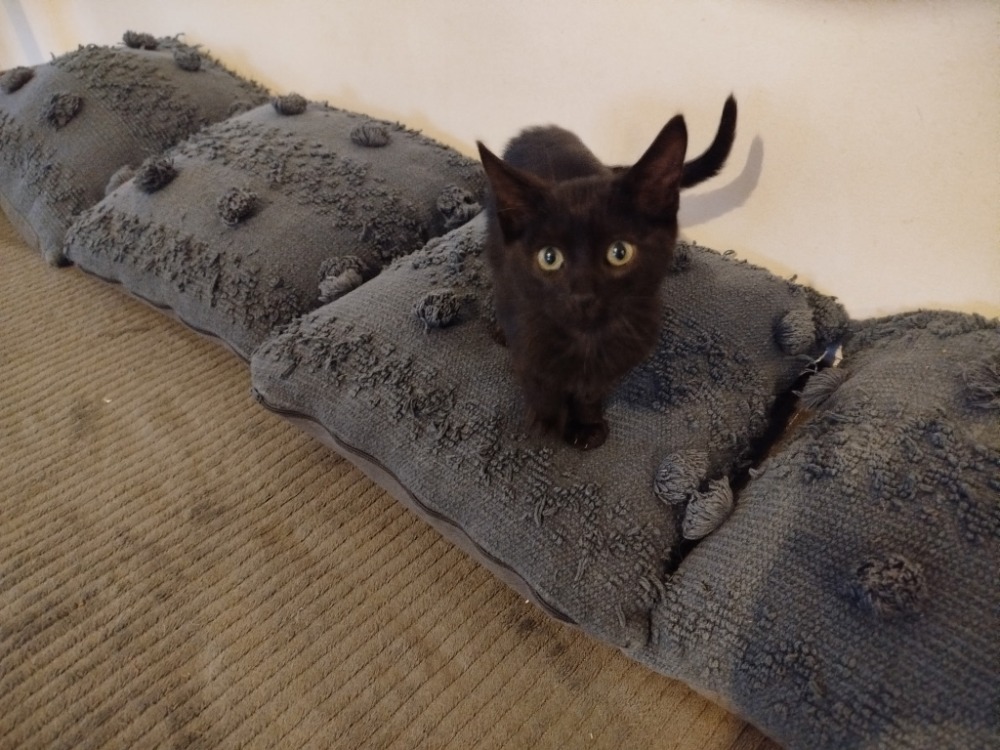 MILO