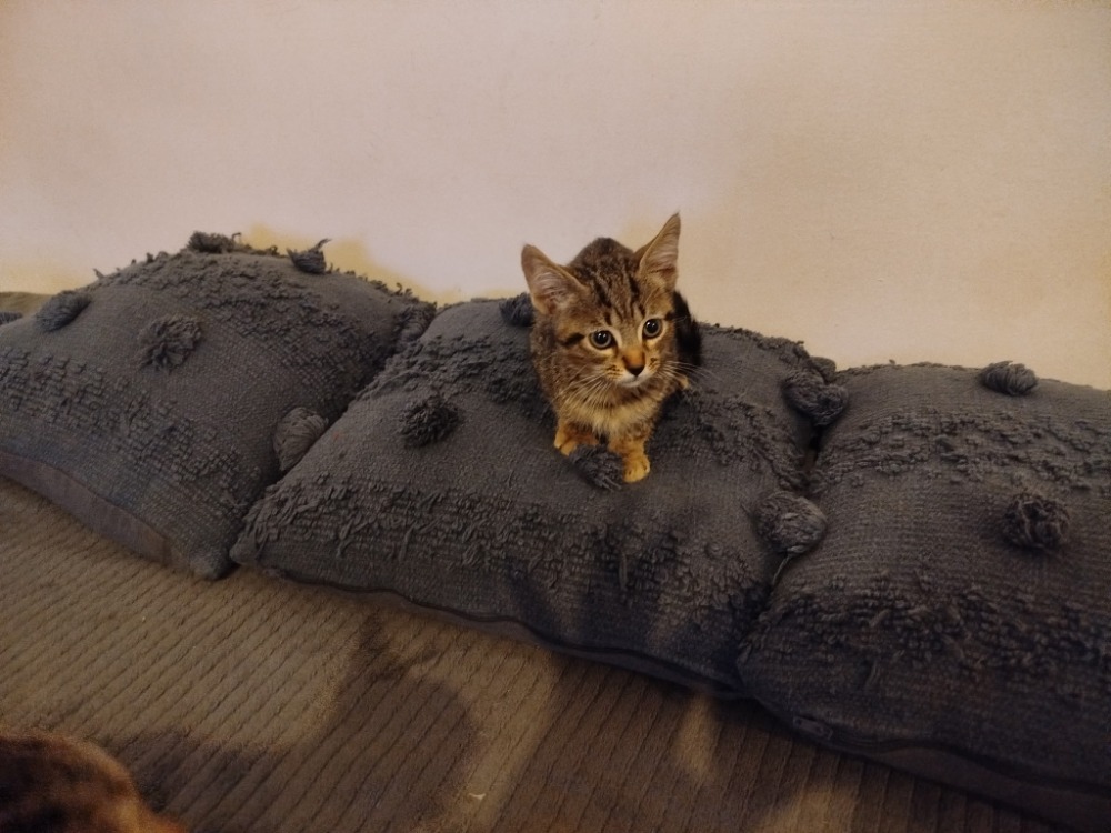 TINO