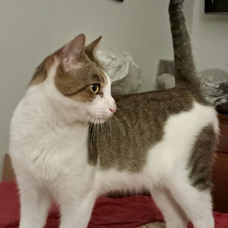BILLY
