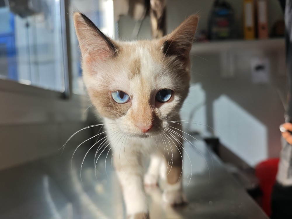 Praline