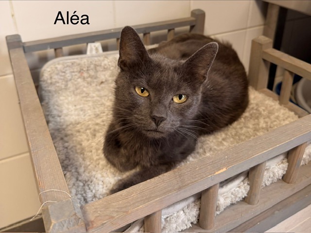 Alea