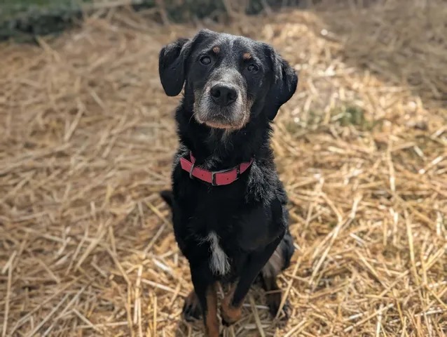 Otis
