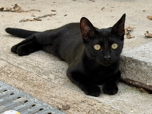 BODKA