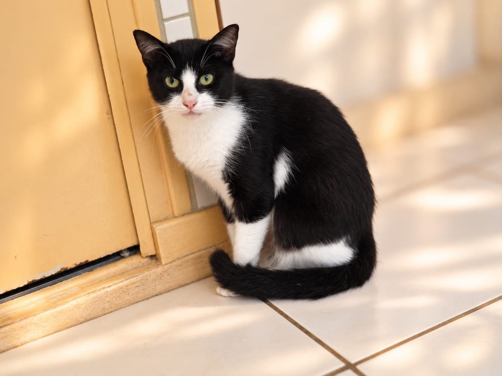 Rainette [FIV+]