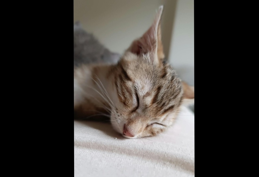 Buzzy [Chaton]
