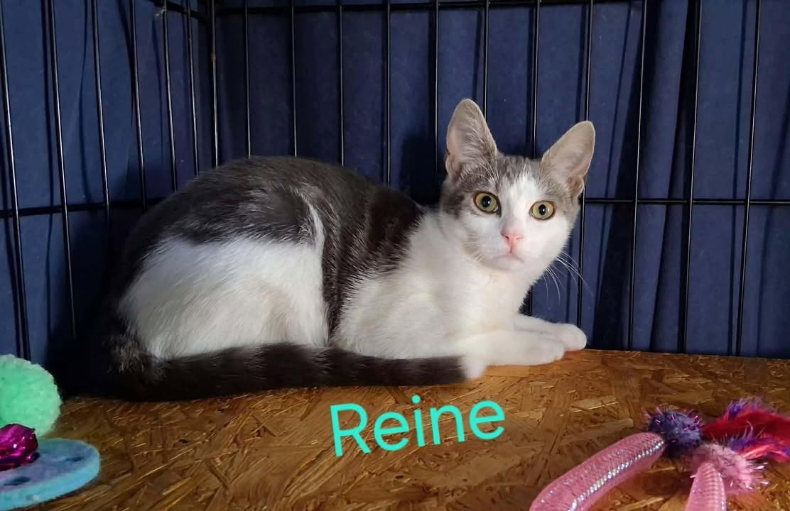 Reine