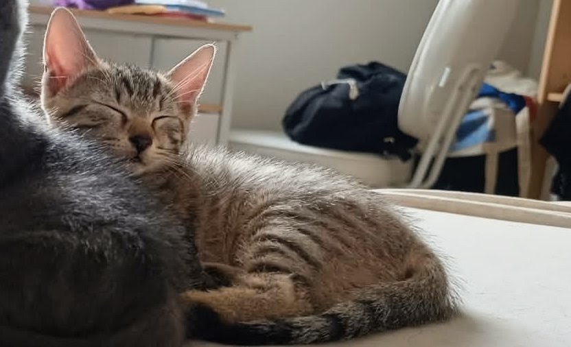 Boris [Chaton]
