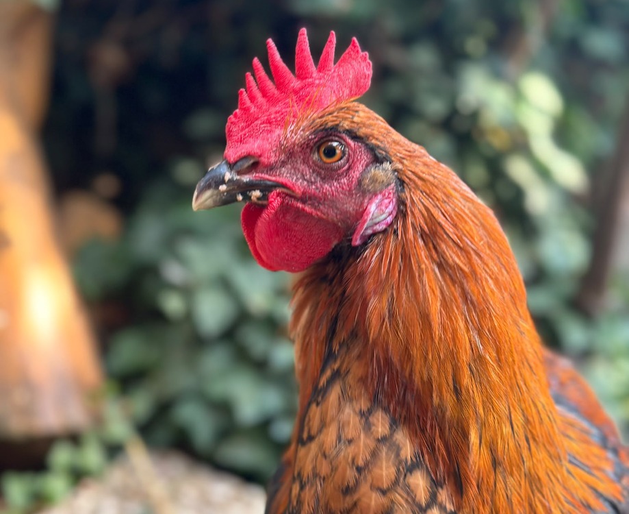 COQ-ARD CAC