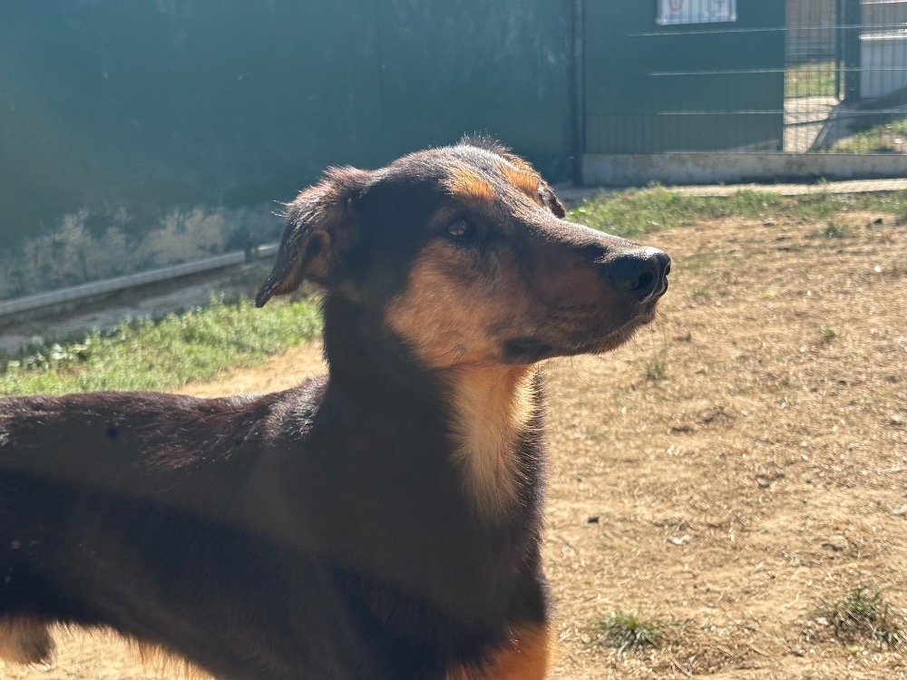 Blé