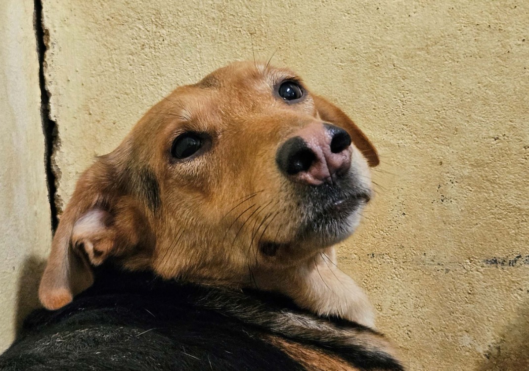 MOCHA