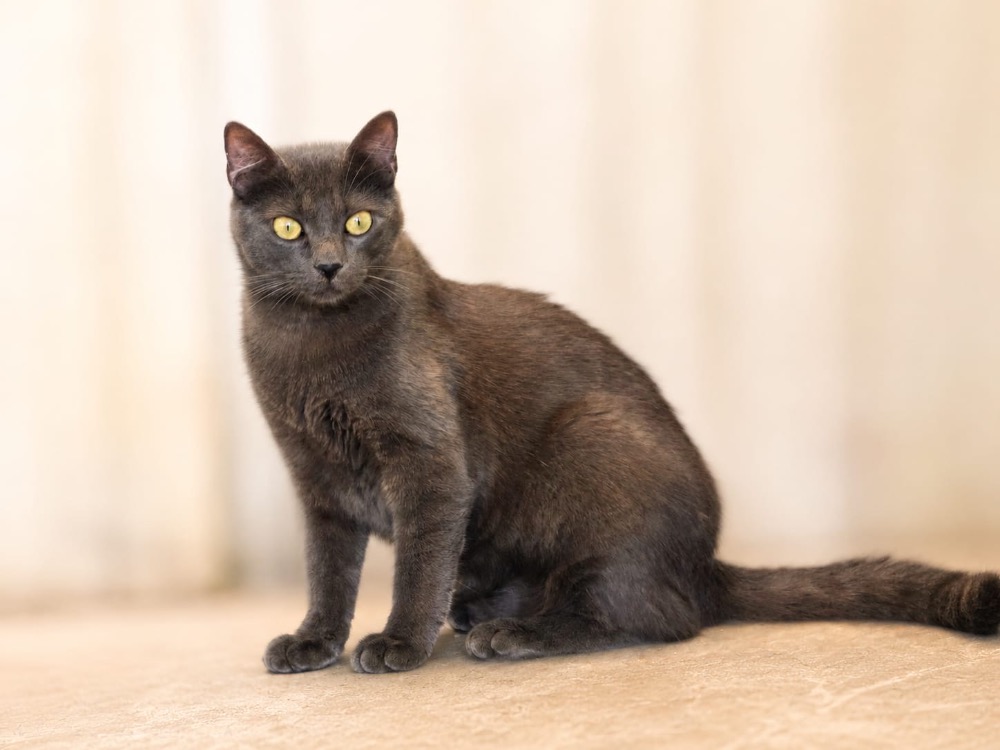 JIJI
