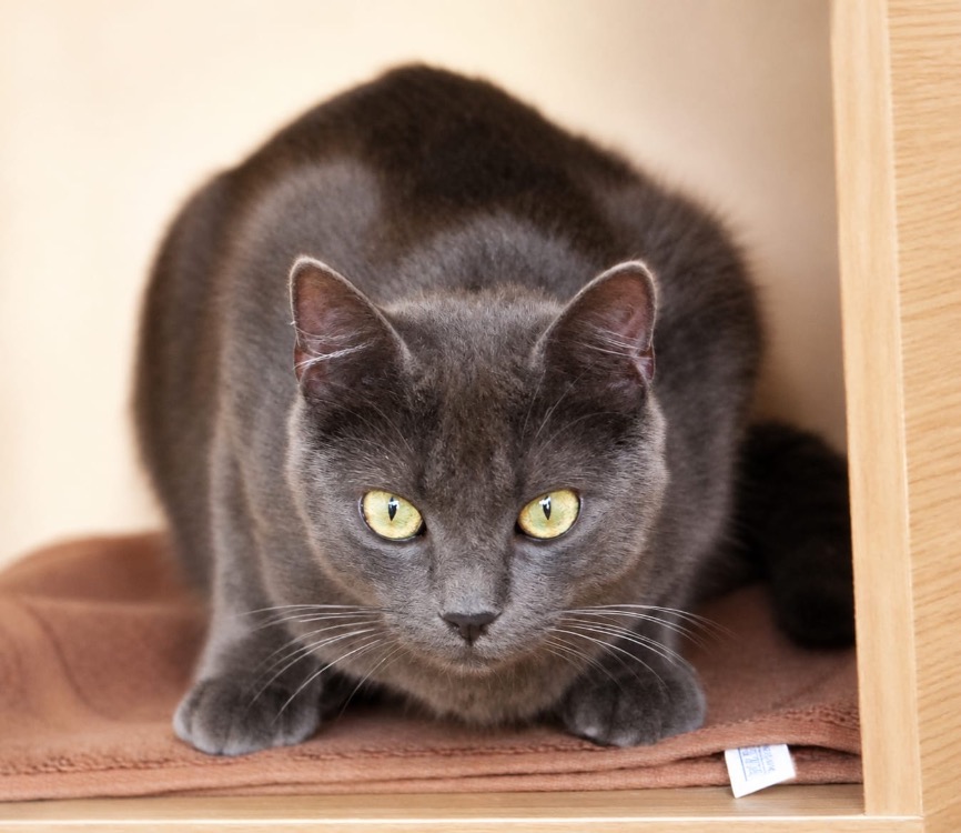 JIJI