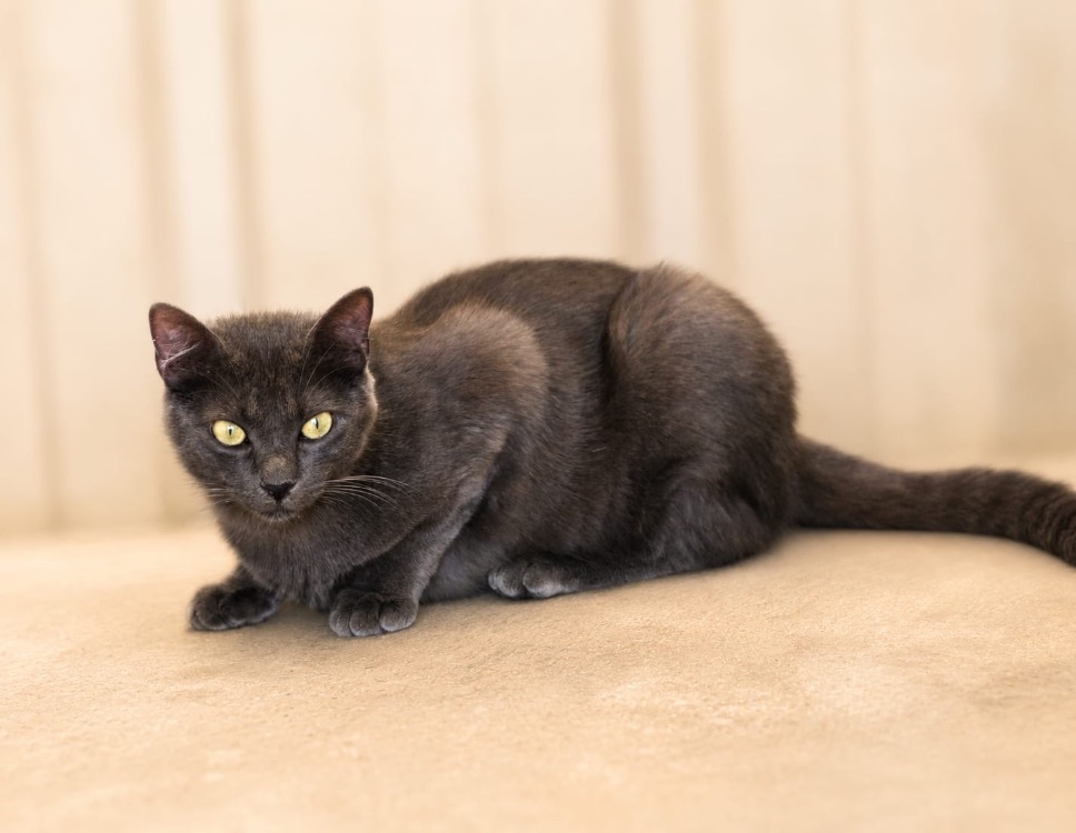 JIJI