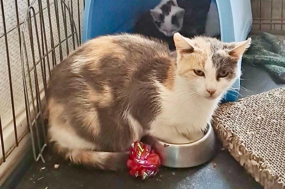 BAIKA