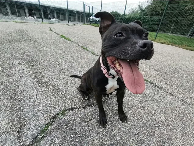 NIKITA