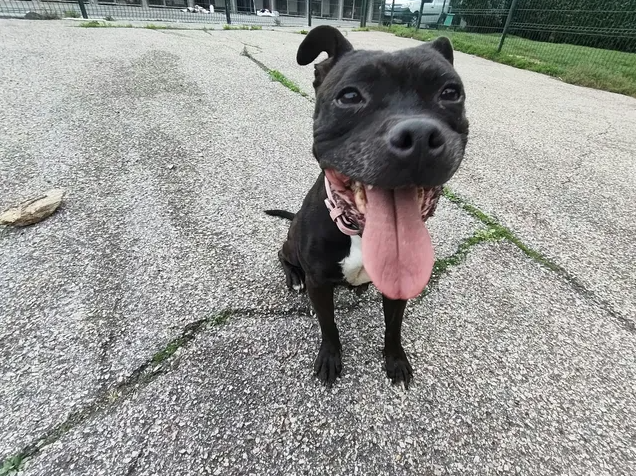 NIKITA