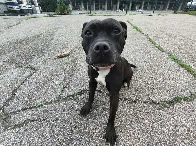 NIKITA