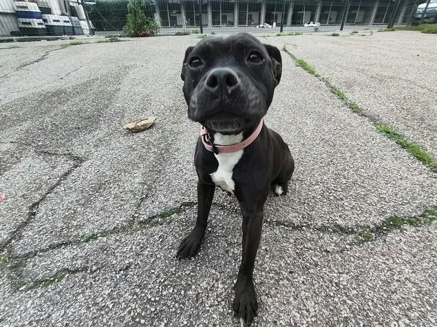 NIKITA