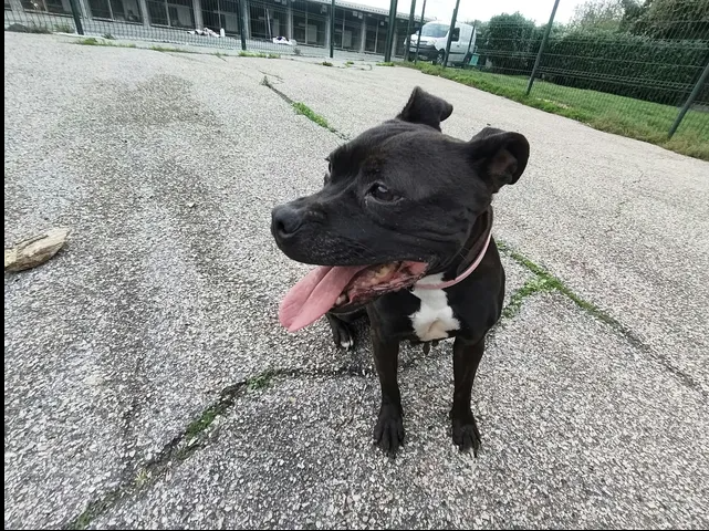 NIKITA