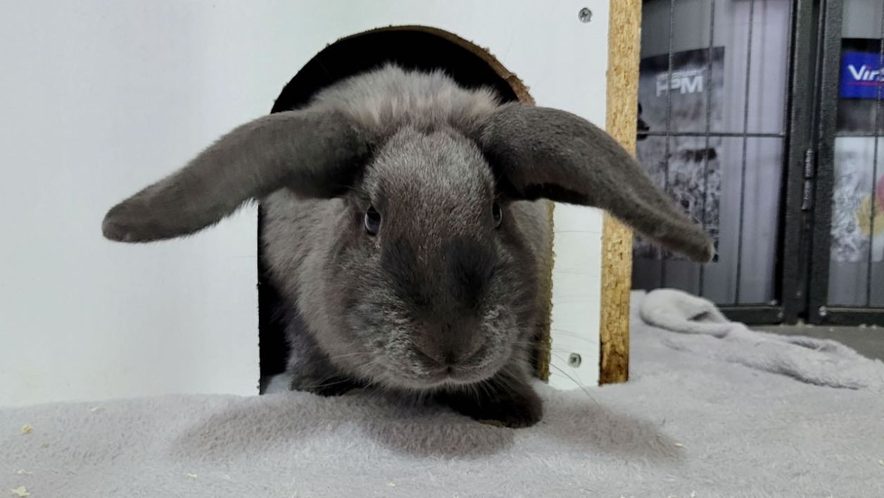 PANTOUFLE