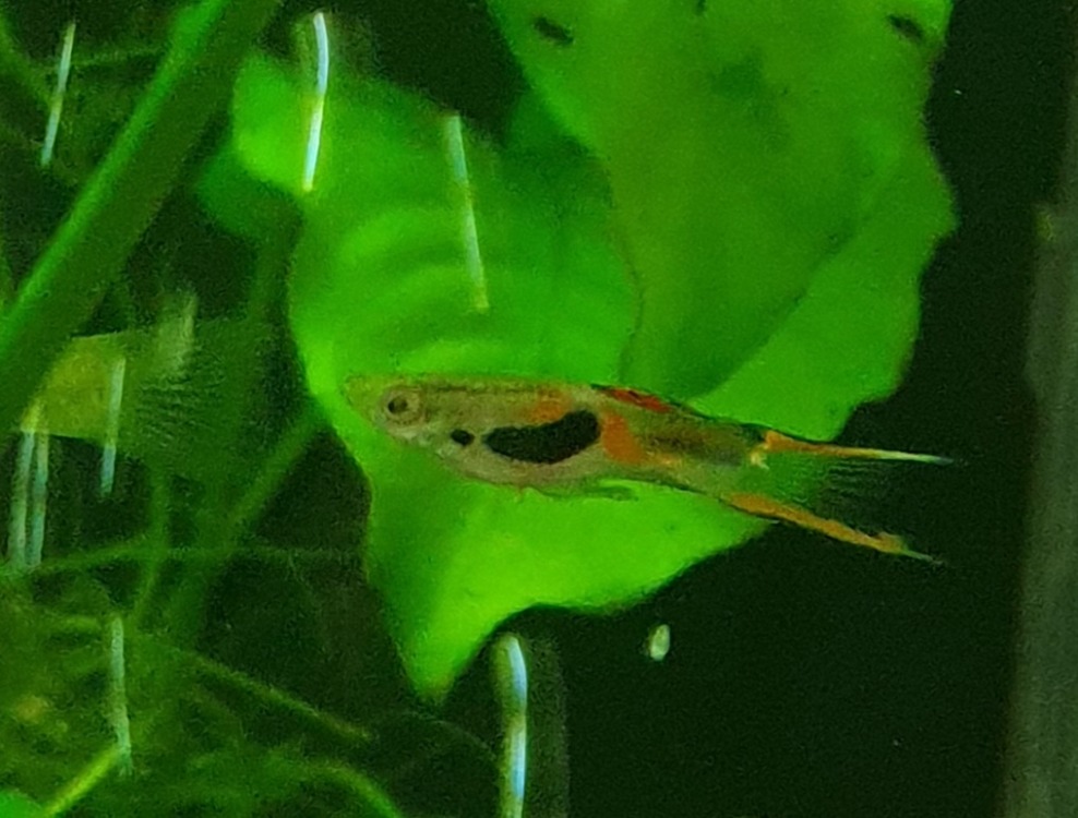 NEMO CAC