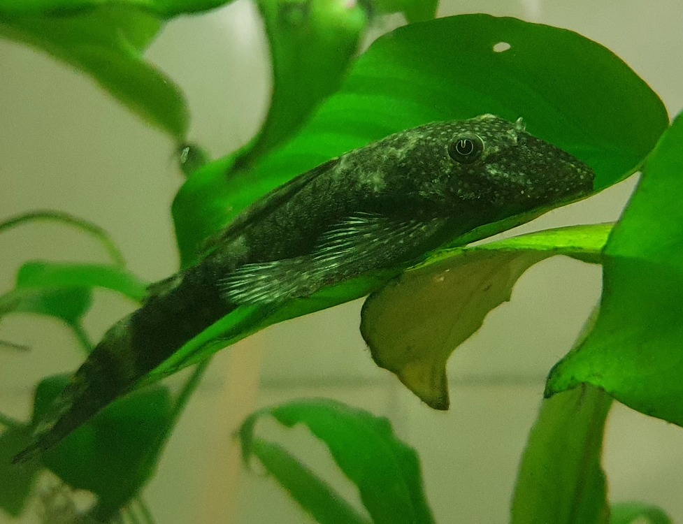 DORIE CAC