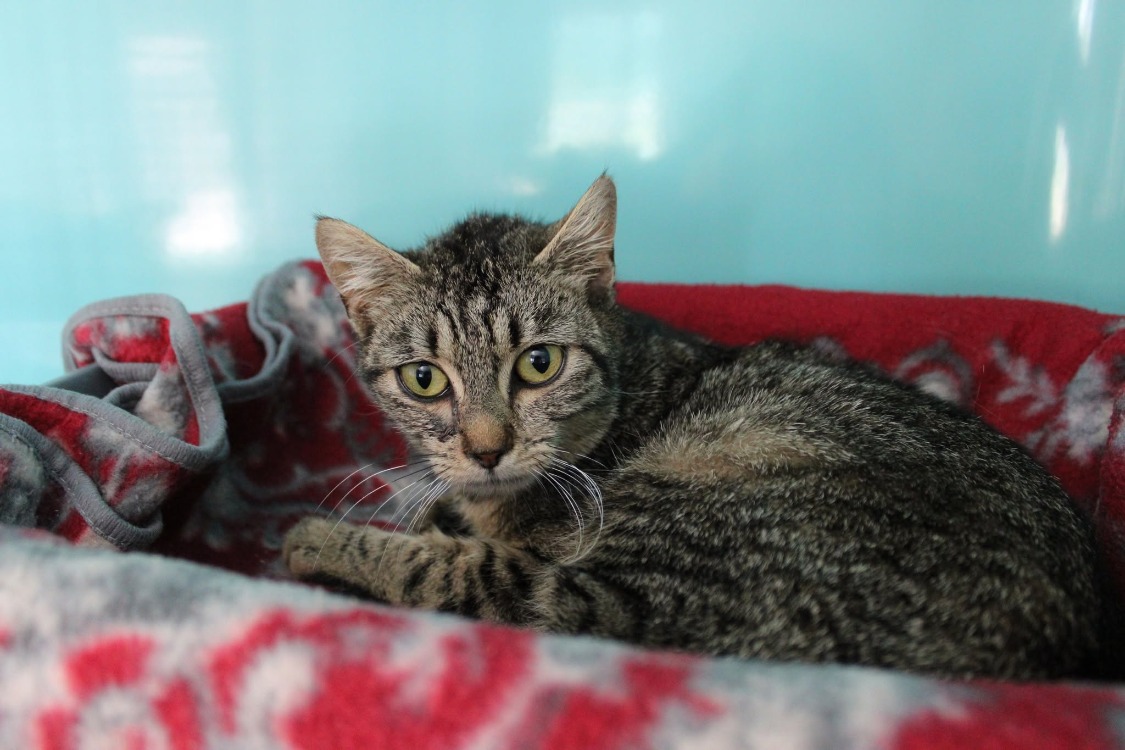 BRIGITTE A17591