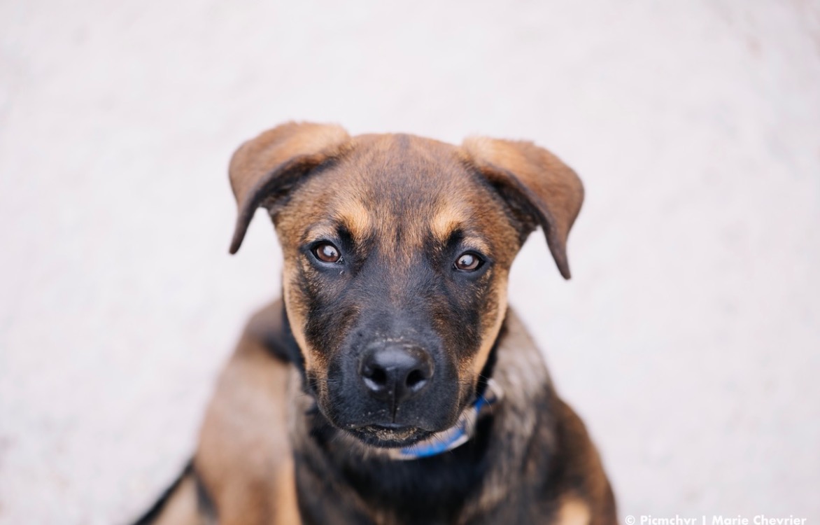 MARS [CHIOT]