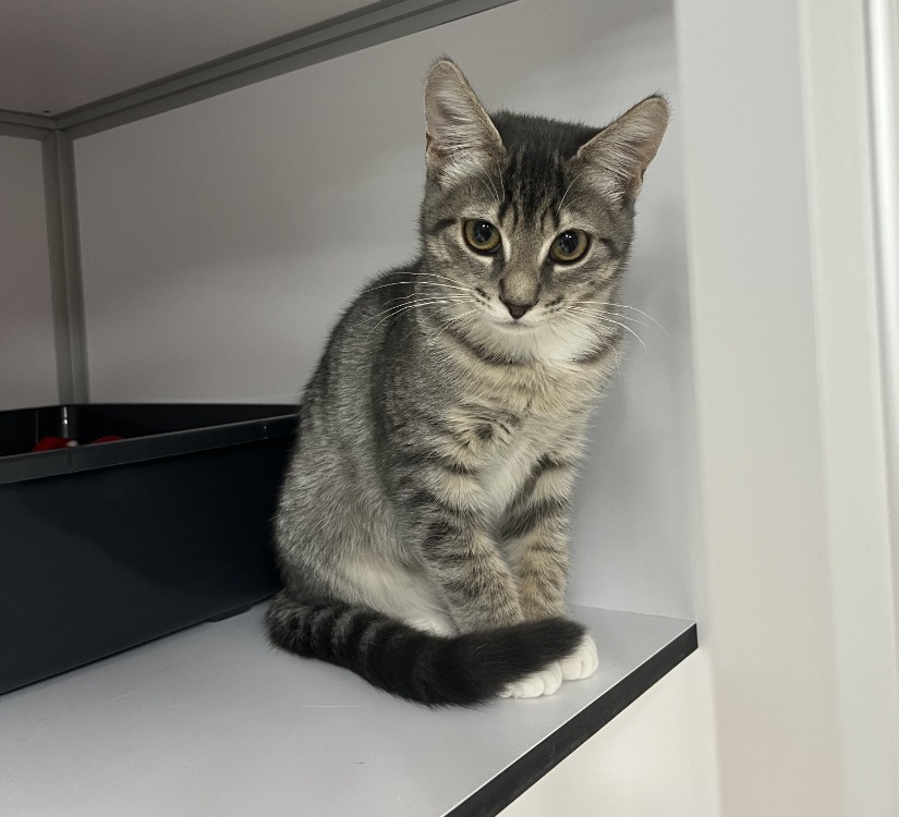 Charlie(réservé)