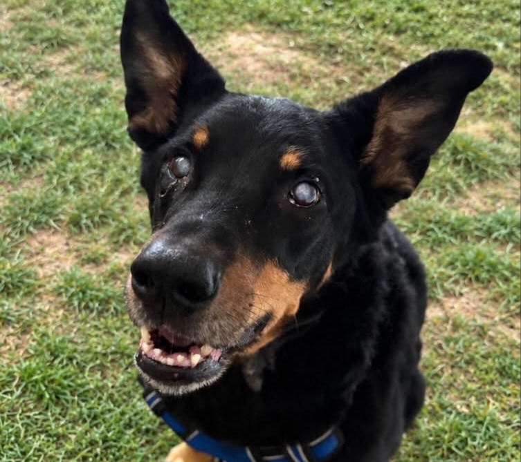 COOKIE