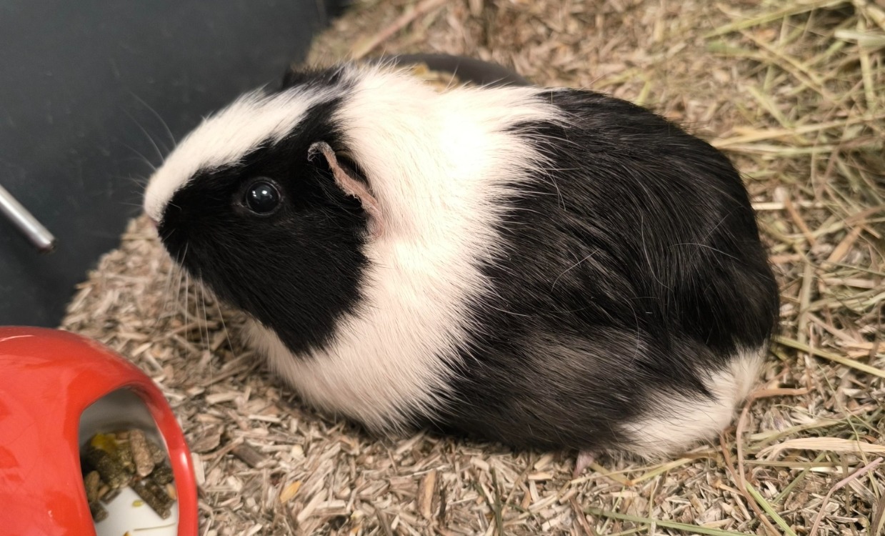 VANILLE