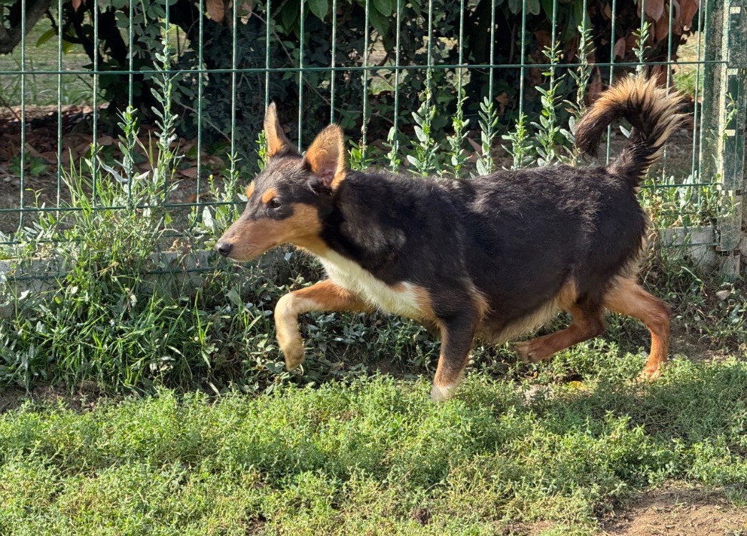 ASTRA