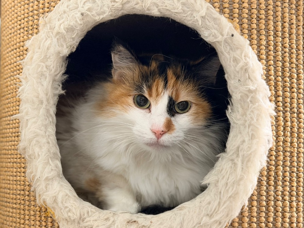 MOKA (chat sauvage)