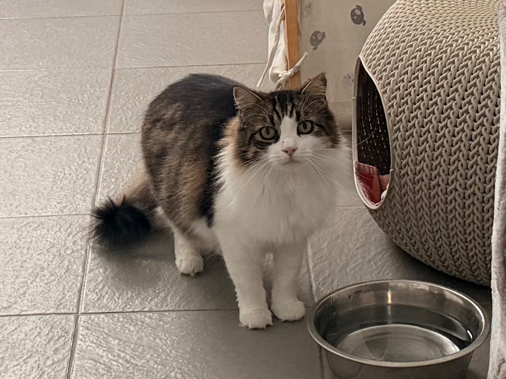 TOTOCHE (chat sauvage)