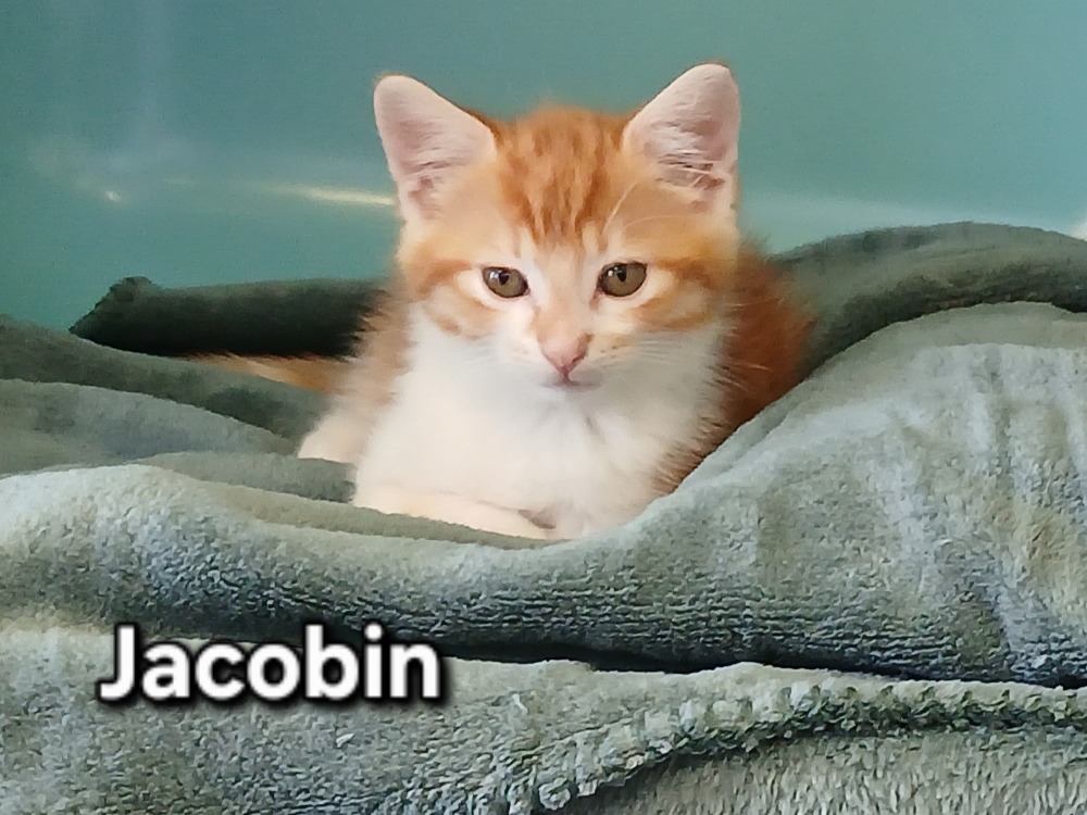 Jacobin
