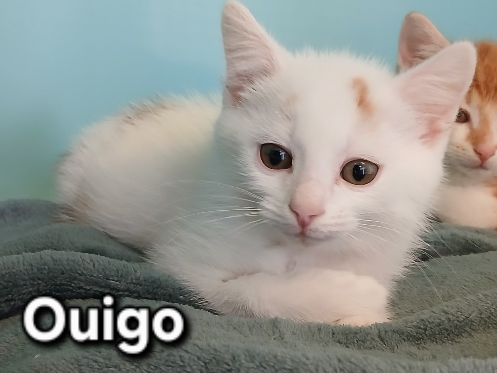 Ouigo