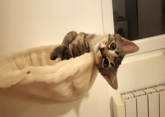 LEO