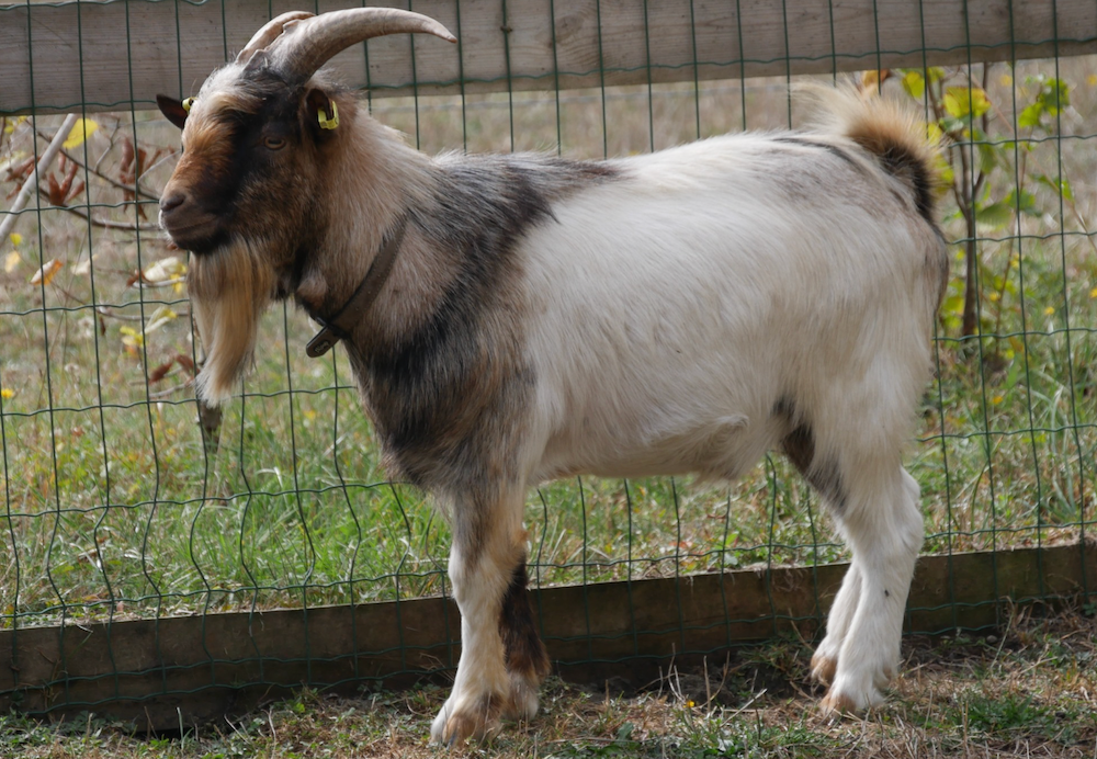 WISKY-FARREL