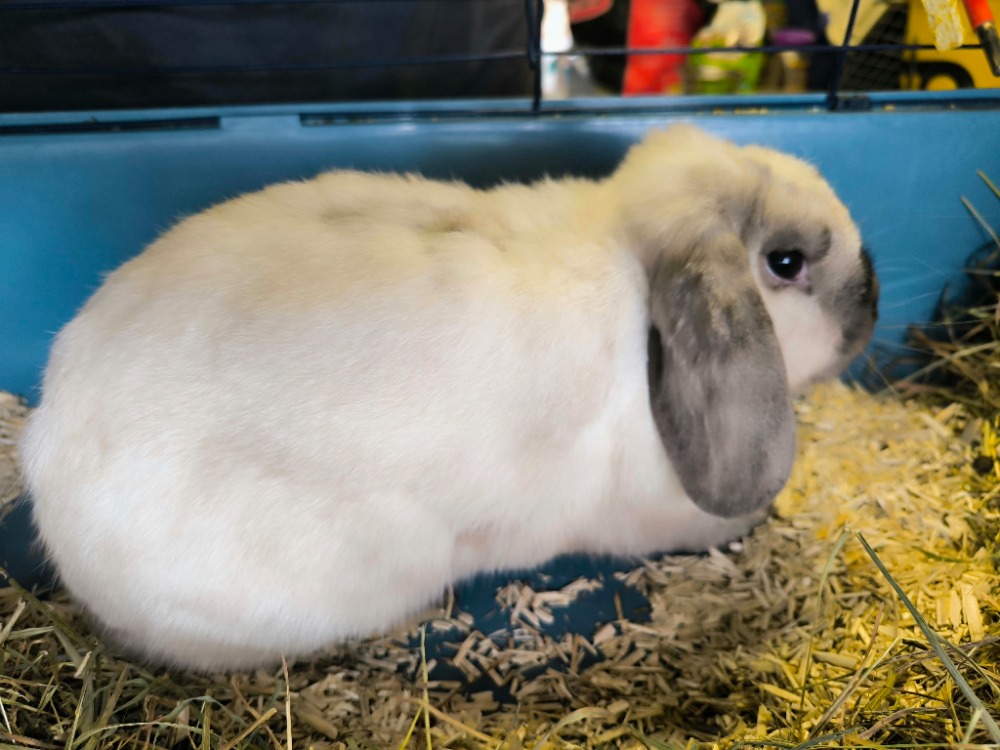 Smoupette