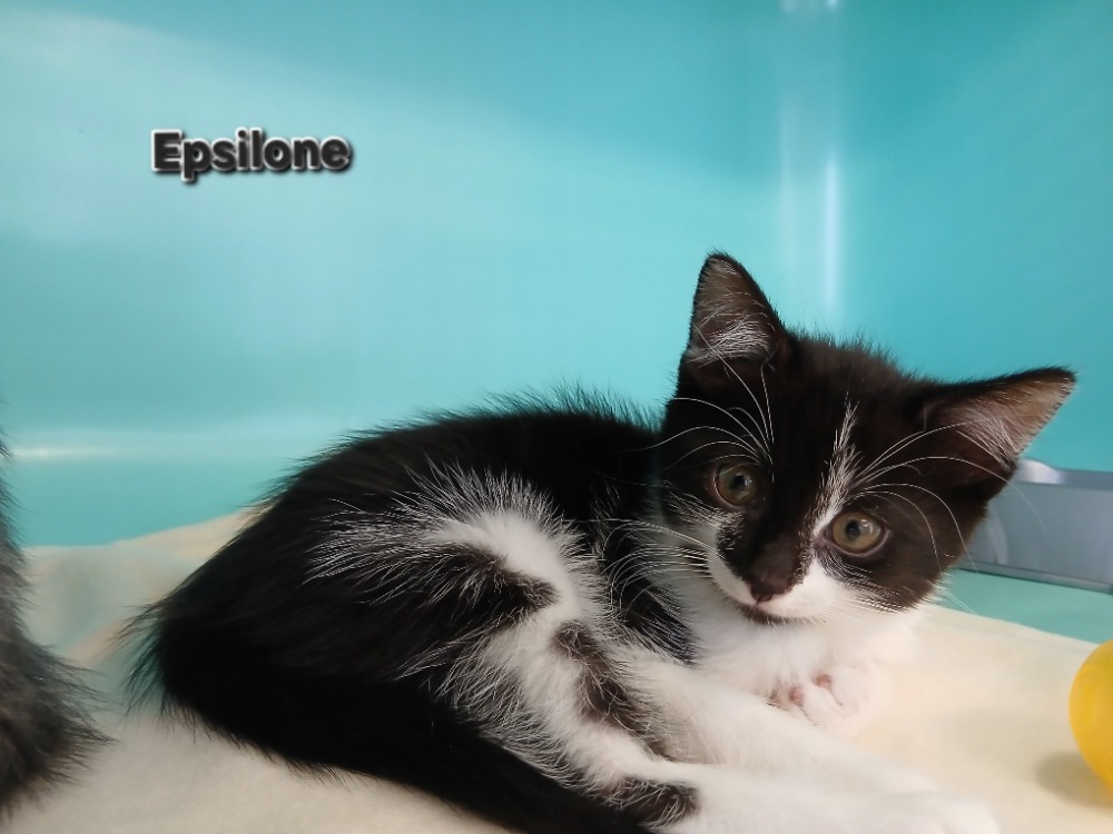 EPSILONE