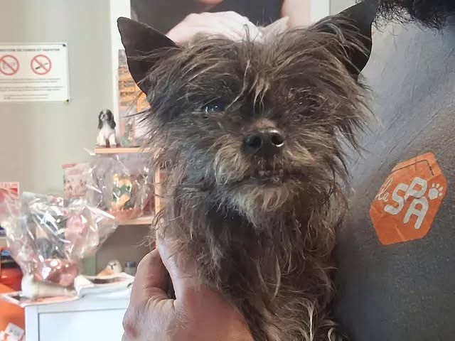EWOK