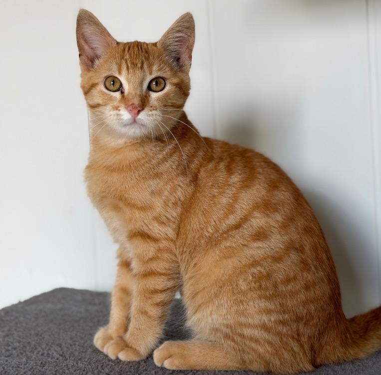 Butternut