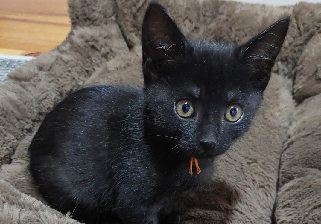 ABRICOT