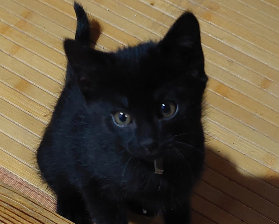 MIRABELLE
